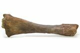 Fossil Hadrosaur (Edmontosaurus) Tibia - Wyoming #304607-1